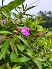Close-up of a Blooming Purple Flower Amidst Lush Green Foliage and Buds