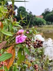 Delicate Purple Flower with Dried Seed Pods near Water