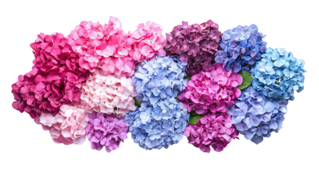 Beautiful assortment of Hydrangea macrophylla flowers in pink, blue, and purple hues, arranged in a flat lay composition, Transparent background, PNG file