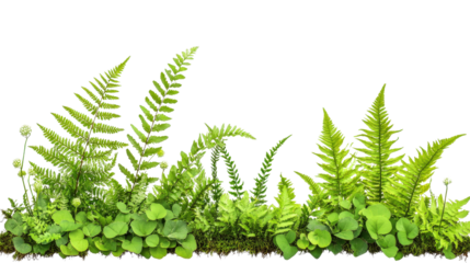 Botanical set featuring Polystichum Setiferum and Matteuccia struthiopteris with vibrant green foliage, Transparent background, PNG file