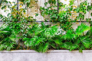 Lush green wall: vibrant tropical foliage against textured white background