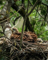 Young eagles in a forest nest.