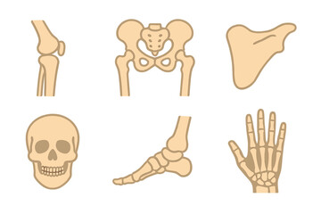 Obraz premium Collection of human skeletal system components, including vector illustrations of knee, leg, pelvis, scapula, skull, elbow, foot, and hand, set against a white backdrop