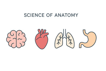 A collection of vector graphics is available, featuring icons in various styles, including flat, contour, thin, minimal, and linear designs, all related to the scientific study of human anatomy and