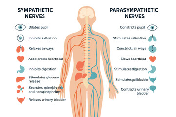 The human nervous system, including the anatomy and functions of sympathetic and parasympathetic nerves, is illustrated in a vector diagram showing the spinal cord's control over internal organs
