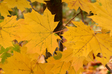 Close-up of Vibrant Yellow Maple Leaves on the branch in Autumn