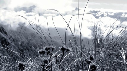 fiori di montagna in bianco e nero sull'appennino parmense