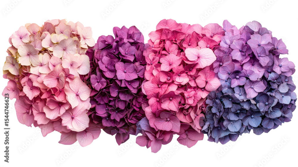 Poster collection of colorful hydrangea macrophylla flower heads in gradient tones from pale pink to deep v