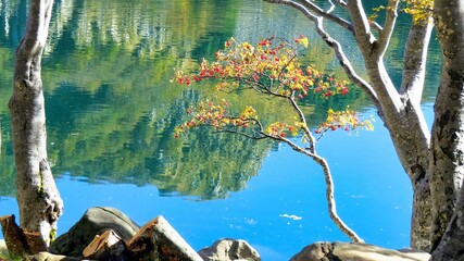 faggi in autunno e l'acqua cristallina del lago santo parmense 