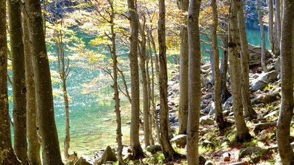 faggi in autunno e l'acqua cristallina del lago santo parmense 
