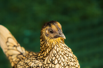Ameraucana Chicken Head Looking Haughty