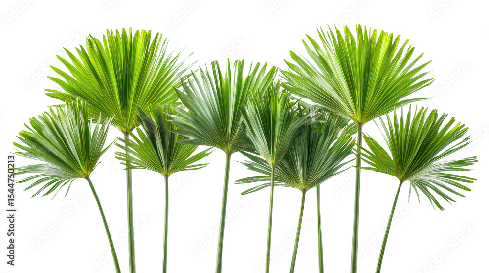 Poster front-facing arrangement of cabbage wamp palms with sharp leaf edges, isolated on white background