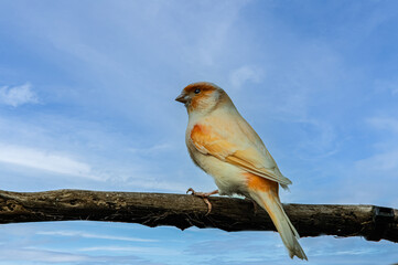 Red Factor Canary Fringillidae Alone