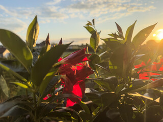 Red mandevilla flowers blooming at sunset on balcony