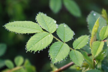 green leaves in spring