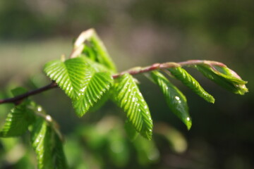 close up of green leaves