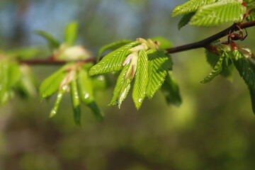 green leaves in spring