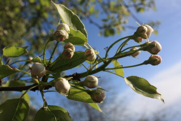 branch of a tree