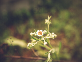 small flowers grown in the garden