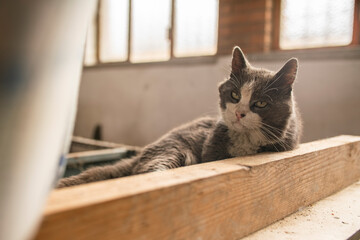 Grey and white cat relaxing on wooden plank in abandoned building