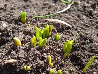 Fresh Green Shoots Emerging from the Soil