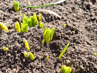 Fresh Green Shoots Emerging from the Soil