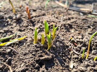 Fresh Green Shoots Emerging from the Soil