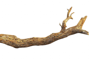 brown tree branch with textured bark and smaller twigs against transparent background space
