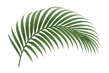 Obraz premium Realistic tropical palm leaf isolated on transparent background, creating a vibrant and exotic atmosphere