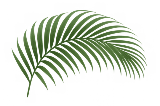 Realistic tropical palm leaf isolated on transparent background, creating a vibrant and exotic atmosphere
