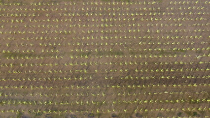 田植えが終わった水田をドローンで空撮