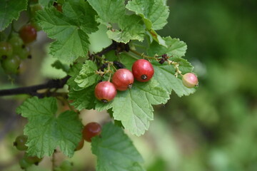 Vibrant Red Currants and Green Leaves: A Lush Garden Harvest