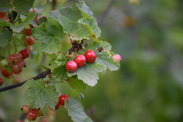 Vibrant Red Currants and Green Leaves: A Lush Garden Harvest