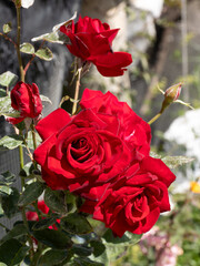 Close-Up of Vibrant Red Roses in Full Bloom
