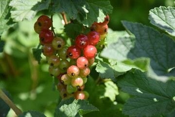 Vibrant Red Currants and Green Leaves: A Lush Garden Harvest