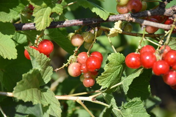 Vibrant Red Currants and Green Leaves: A Lush Garden Harvest