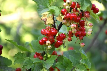 Vibrant Red Currants and Green Leaves: A Lush Garden Harvest