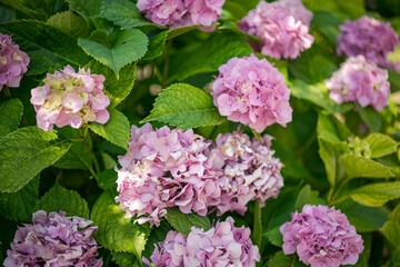 Delicate pink hydrangeas blooming in summer garden