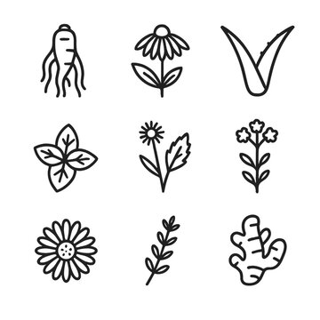 Medicinal Plant Icons. Outline icon set of medicinal plant icons: ginseng root, echinacea flower, aloe vera leaf, peppermint leaf,