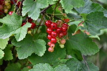 Vibrant Red Currants and Green Leaves: A Lush Garden Harvest