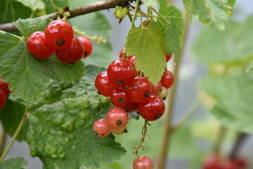 Vibrant Red Currants and Green Leaves: A Lush Garden Harvest