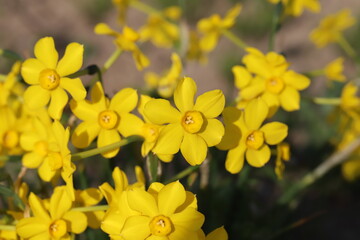 日本の春の公園に咲くイトハスイセンの黄色い小さな花