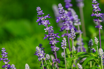 Salvia farinacea, the mealycup sage, or mealy sage, is a herbaceous perennial, Violet-blue spikes rest on a compact plant of typically narrow salvia-like leaves.