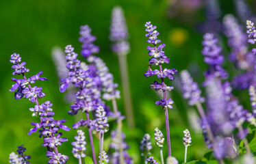 Salvia farinacea, the mealycup sage, or mealy sage, is a herbaceous perennial, Violet-blue spikes rest on a compact plant of typically narrow salvia-like leaves.