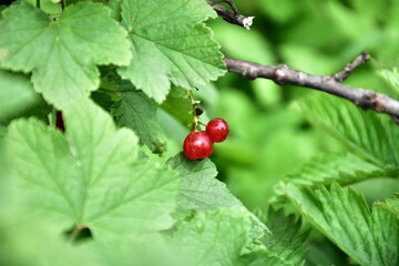 Vibrant Red Currants and Green Leaves: A Lush Garden Harvest