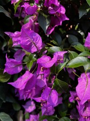 purple flowers in the garden