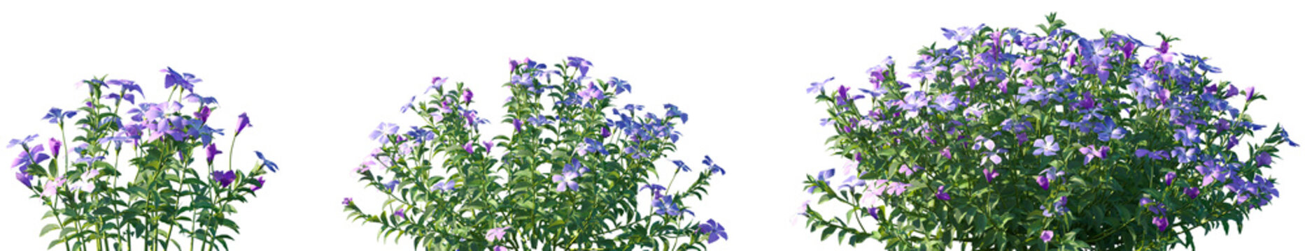 Set of Vinca minor (common names lesser periwinkle or dwarf periwinkle) flowering frontal isolated png on a transparent background perfectly cutout