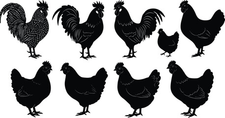 PrintA detailed collection of chicken and rooster silhouettes, this vector set includes various hen and cockerel poses, isolated on white for agricultural designs