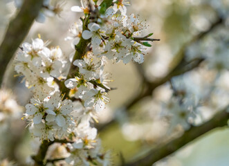 Blackthorn blossoms