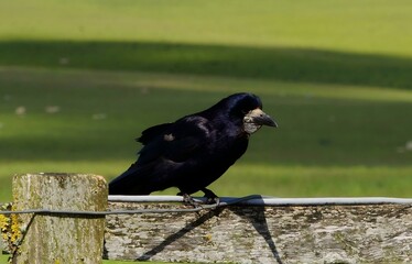 crow on the fence